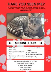 Reunited Male Cat last seen Calvert Close Sidcup DA14 5JL, Greater London, England DA14 5JL
