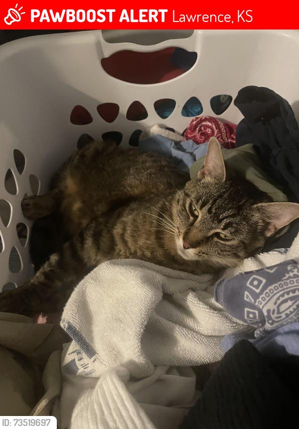 Lost Female Cat last seen Lewis vet clinic 6th and Lawrence, Lawrence, KS 66049