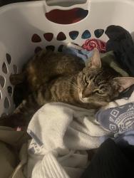 Lost Female Cat last seen Lewis vet clinic 6th and Lawrence, Lawrence, KS 66049