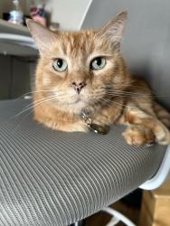 Lost Male Cat last seen Hacienda and Torrey Pines, Las Vegas, NV 89118
