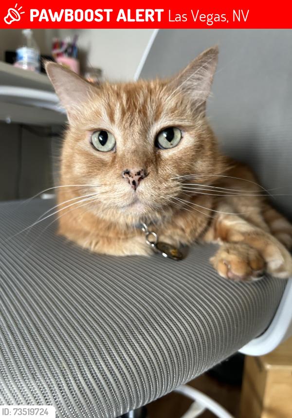 Lost Male Cat last seen Hacienda and Torrey Pines, Las Vegas, NV 89118