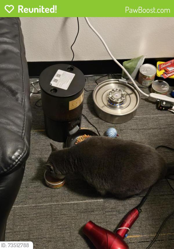 Reunited Female Cat last seen Off of 24th street by SEHS track, Eugene, OR 97405