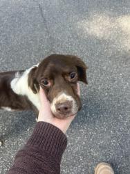 Reunited Female Dog last seen Dunwoody Club Forest, Dunwoody, GA 30338