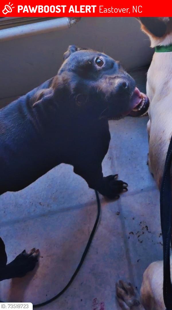 Lost Female Dog last seen Cedar creek and culbreth rd, Eastover, NC 28312