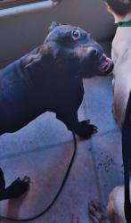 Lost Female Dog last seen Cedar creek and culbreth rd, Eastover, NC 28312