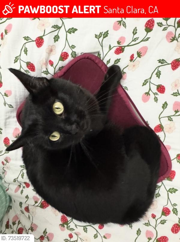 Lost Female Cat last seen Thamien Park, Laird Cir, Lick Mill Blvd, Santa Clara, CA 95054