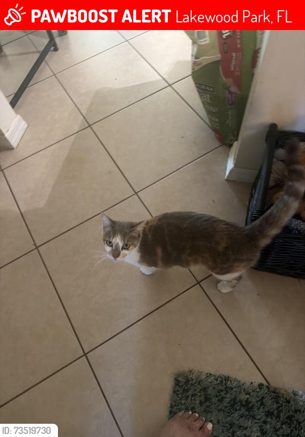 Lost Female Cat last seen Green dolphin, Lakewood Park, FL 34951