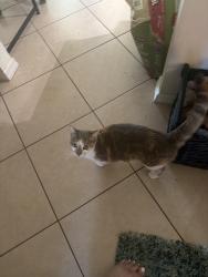 Lost Female Cat last seen Green dolphin, Lakewood Park, FL 34951