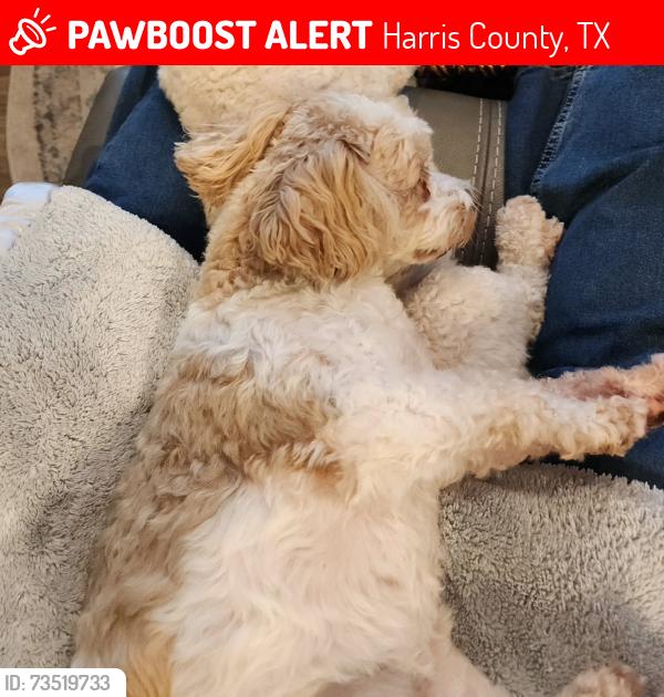 Lost Female Dog last seen Huffman Cleveland Rd, Harris County, TX 77336