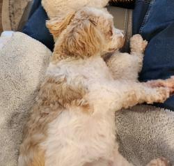 Lost Female Dog last seen Huffman Cleveland Rd, Harris County, TX 77336