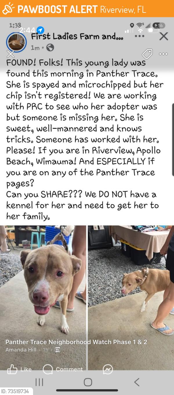 Found/Stray Female Dog last seen Panther Trace Blvd., Riverview, FL 33579