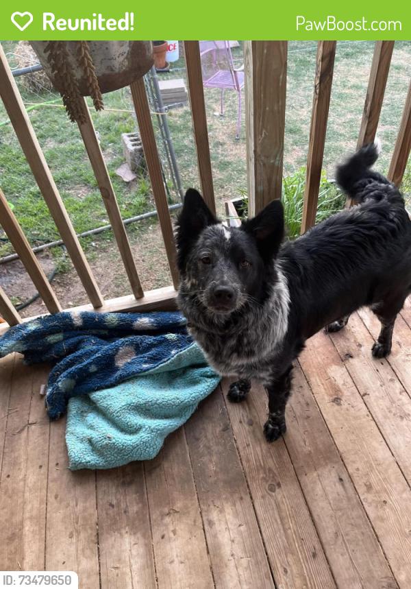 Reunited Female Dog last seen North of Airport, Lubbock, TX 79350