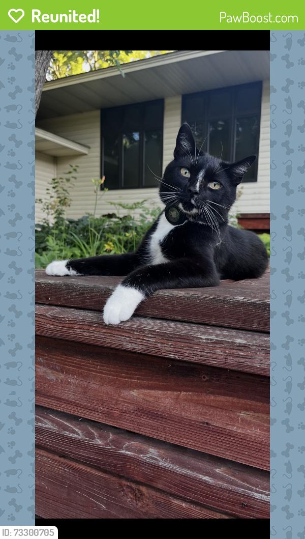 Reunited Male Cat last seen Long Lake, MN near Country Club Lane, Long Lake, MN 55356