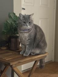 Reunited Female Cat last seen Toscana apt, Chula Vista, CA 91910
