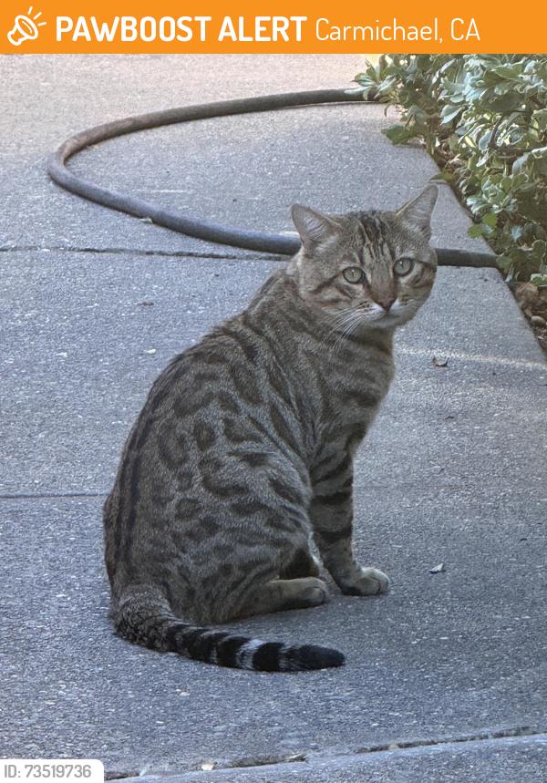 Found/Stray Unknown Cat last seen fair oaks blvd and hollister ave, Carmichael, CA 95608