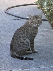 Found/Stray Unknown Cat last seen fair oaks blvd and hollister ave, Carmichael, CA 95608