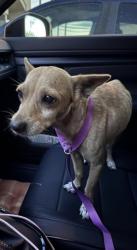 Lost Male Dog last seen Near Carlise, San Antonio, TX 78225