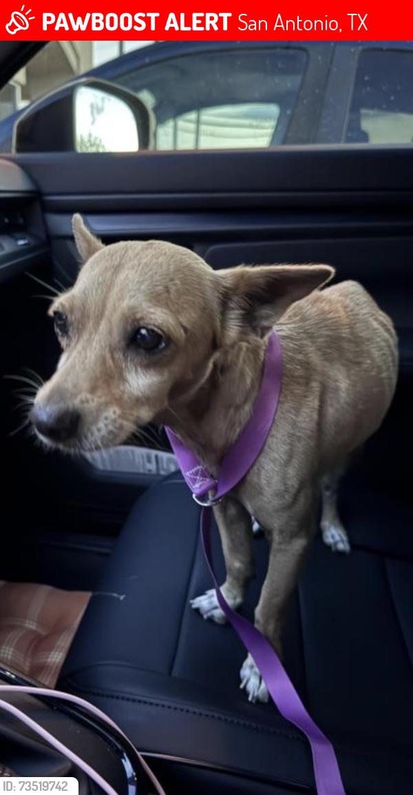 Lost Male Dog last seen Near Carlise, San Antonio, TX 78225