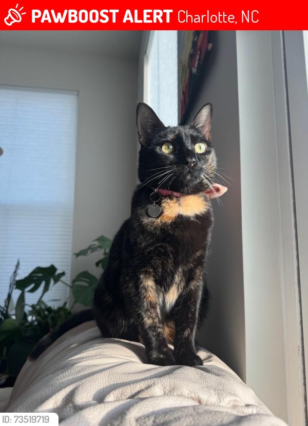 Lost Female Cat last seen edenbrook s, Charlotte, NC 28208