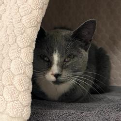 Shelter Stray Female Cat last seen , 2608 Center St, Tacoma, WA 98409, USA
