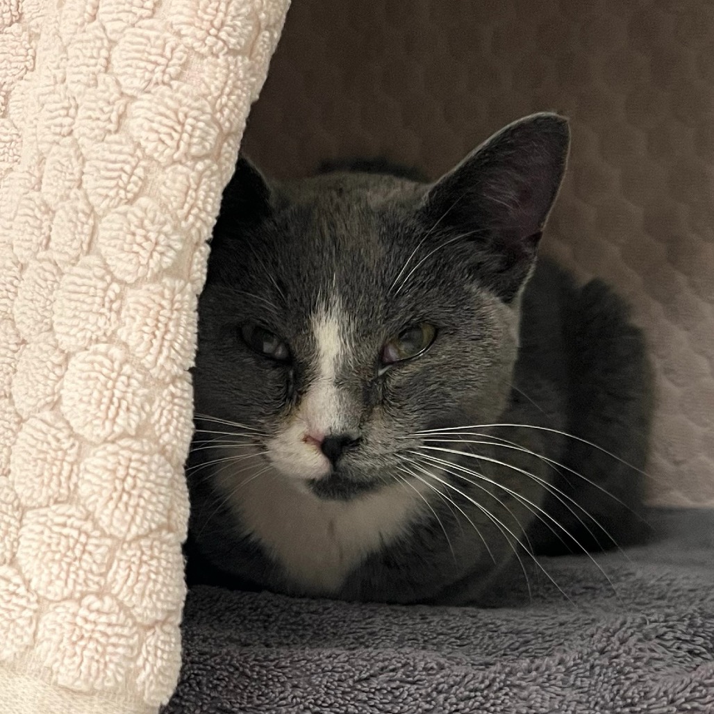 Shelter Stray Female Cat last seen , 2608 Center St, Tacoma, WA 98409, USA