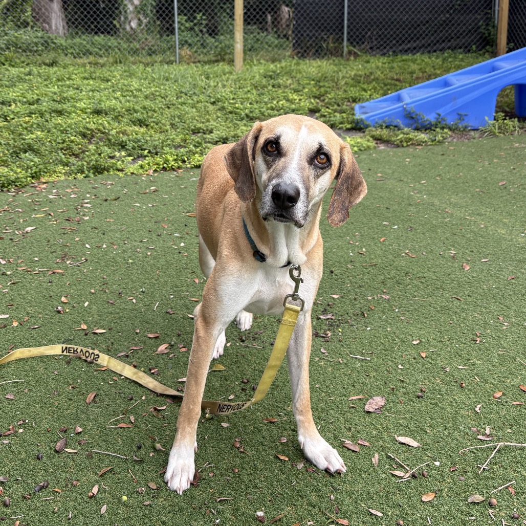 Shelter Stray Female Dog last seen , 8020 Washington St, Port Richey, FL 34668, USA