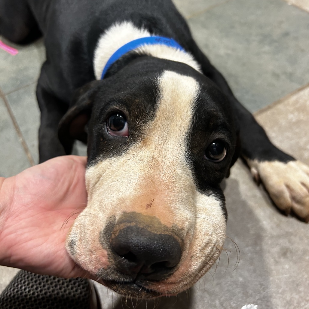 Shelter Stray Male Dog last seen , 4500 N Access Rd, Chattanooga, TN 37415, USA