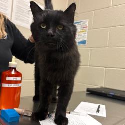 Shelter Stray Male Cat last seen , 54687 Co Rd 19, Bristol, IN 46507, USA