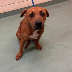Shelter Stray Male Dog last seen , 2350 Appling City Cove, Memphis, TN 38133, USA