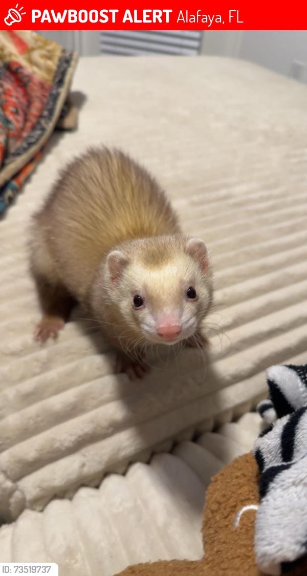 Lost Male Ferret last seen Advenir at Polos East, Alafaya, FL 32828