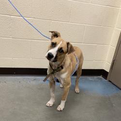 Shelter Stray Female Dog last seen , 2350 Appling City Cove, Memphis, TN 38133, USA