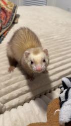 Lost Male Ferret last seen Advenir at Polos East, Alafaya, FL 32828