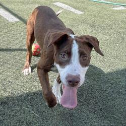 Shelter Stray Male Dog last seen , 2350 Appling City Cove, Memphis, TN 38133, USA