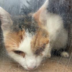 Shelter Stray Female Cat last seen , Animal Care & Control Team of Philly, 111 W Hunting Park Ave, Philadelphia, PA 19140, USA