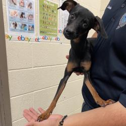 Shelter Stray Male Dog last seen , 2350 Appling City Cove, Memphis, TN 38133, USA