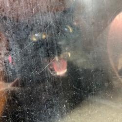 Shelter Stray Female Cat last seen , Animal Care & Control Team of Philly, 111 W Hunting Park Ave, Philadelphia, PA 19140, USA