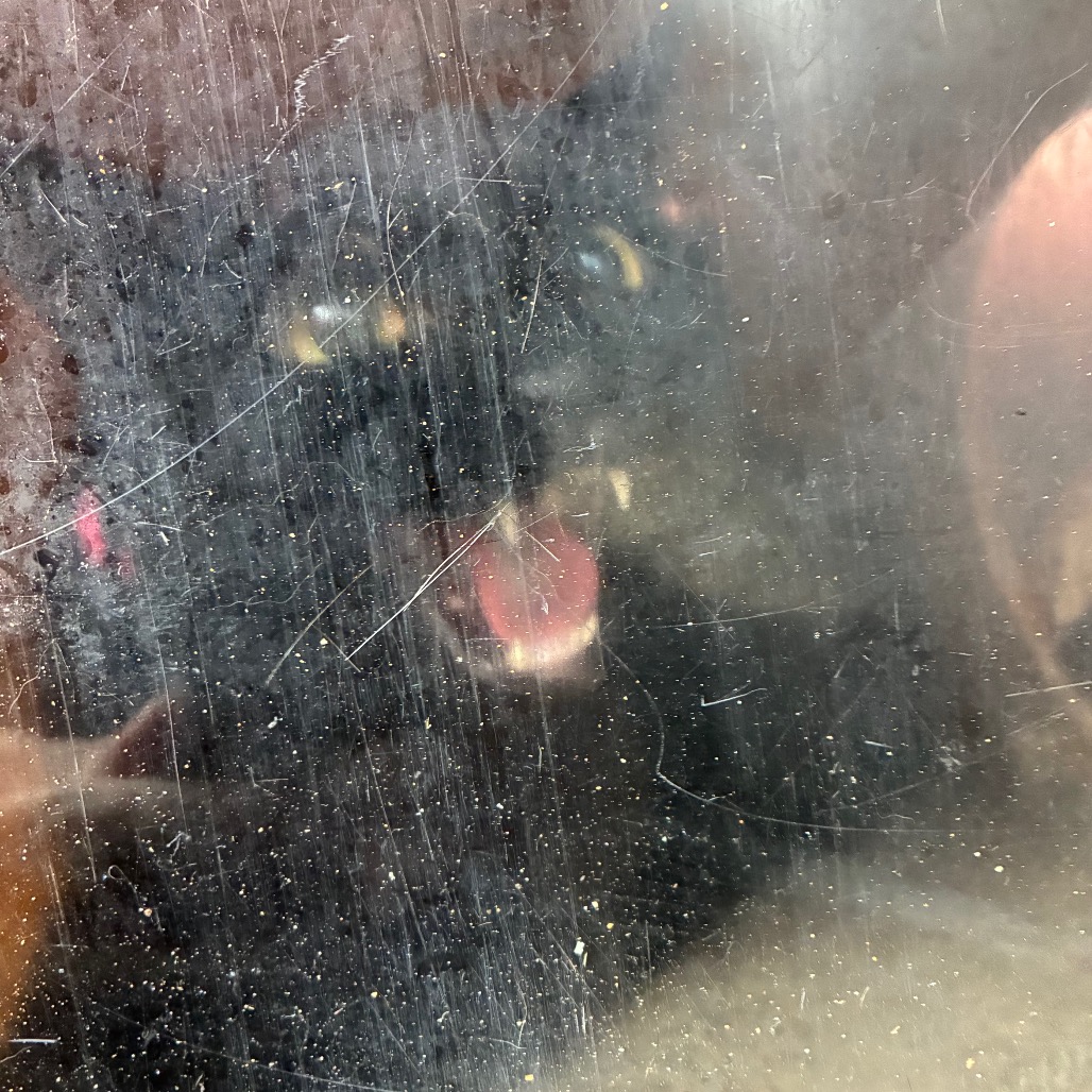 Shelter Stray Female Cat last seen , Animal Care & Control Team of Philly, 111 W Hunting Park Ave, Philadelphia, PA 19140, USA