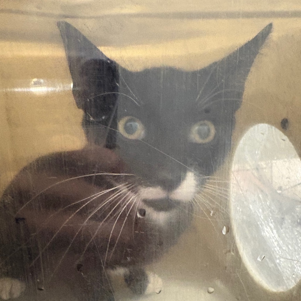 Shelter Stray Unknown Cat last seen , Animal Care & Control Team of Philly, 111 W Hunting Park Ave, Philadelphia, PA 19140, USA