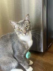 Lost Male Cat last seen Oc fair, Costa Mesa, CA 92626