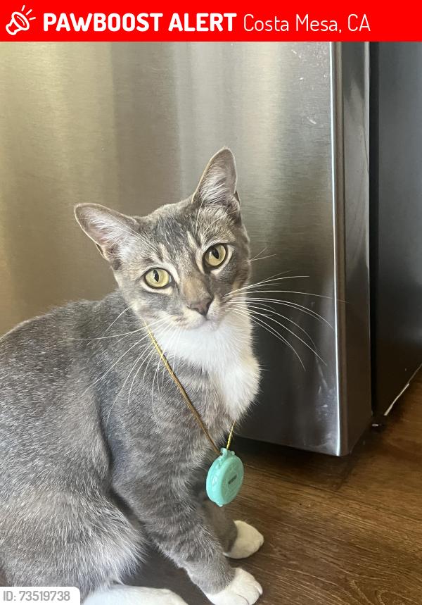 Lost Male Cat last seen Oc fair, Costa Mesa, CA 92626