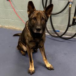 Shelter Stray Male Dog last seen , 980 Guilford College Rd, Greensboro, NC 27409, USA