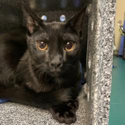 Shelter Stray Male Cat last seen , 361 S Raymond Ave, Pasadena, CA 91105, USA