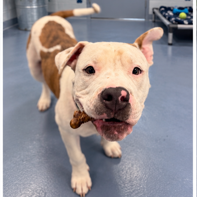 Shelter Stray Male Dog last seen , 980 Guilford College Rd, Greensboro, NC 27409, USA
