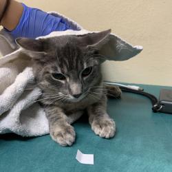 Shelter Stray Male Cat last seen , 361 S Raymond Ave, Pasadena, CA 91105, USA