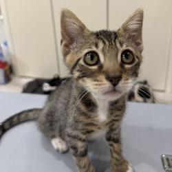 Shelter Stray Male Cat last seen , 361 S Raymond Ave, Pasadena, CA 91105, USA