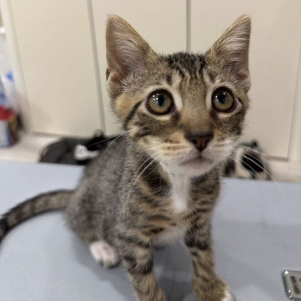Shelter Stray Male Cat last seen , 361 S Raymond Ave, Pasadena, CA 91105, USA