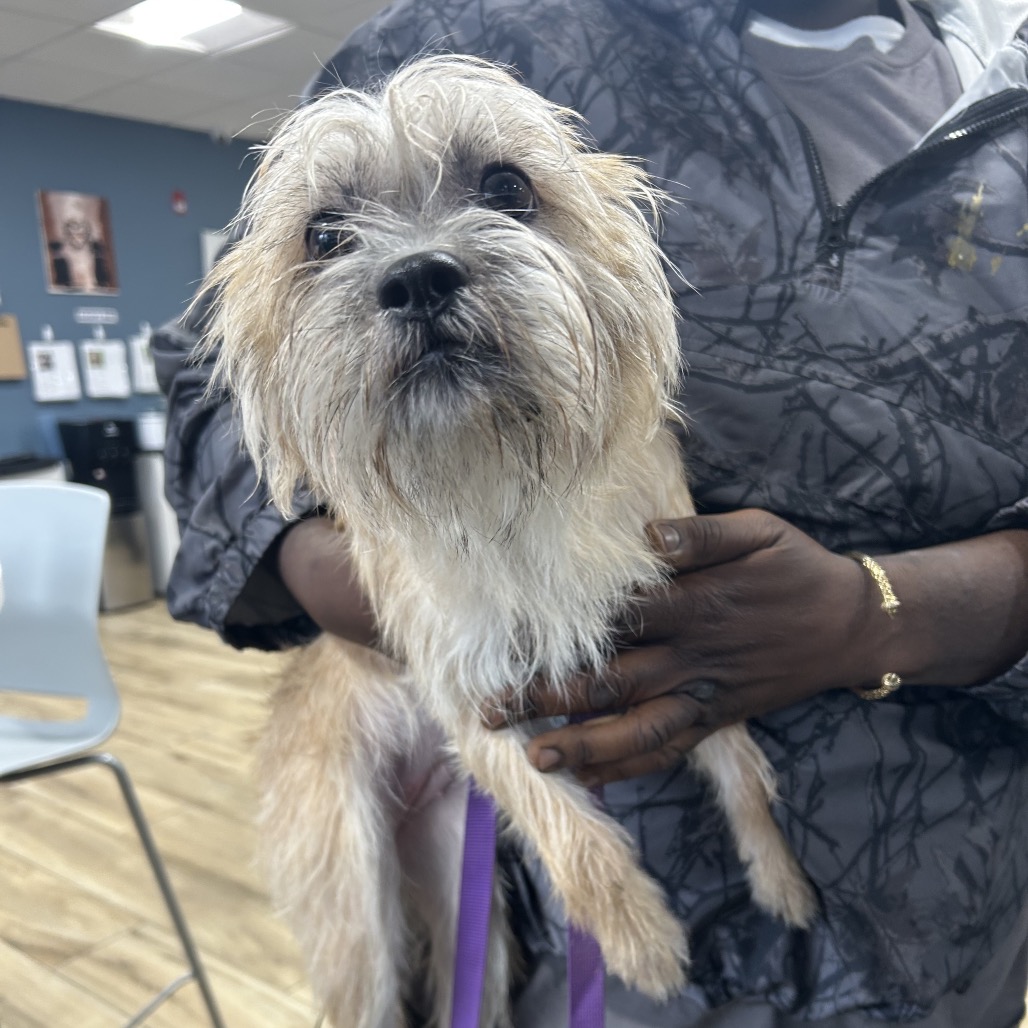 Shelter Stray Female Dog last seen , 124 Evergreen Ave, Newark, NJ 07114, USA