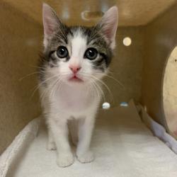 Shelter Stray Female Cat last seen , 361 S Raymond Ave, Pasadena, CA 91105, USA