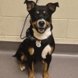 Shelter Stray Male Dog last seen , 3428 S Jenkins Ave, Norman, OK 73072, USA