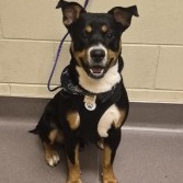 Shelter Stray Male Dog last seen , 3428 S Jenkins Ave, Norman, OK 73072, USA